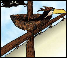 Crow's Nest