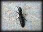 01c_moher_bug