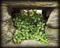 06i_derry_plant