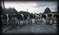 08c_tipperary_cows