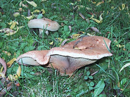 11h_fall_mushroom