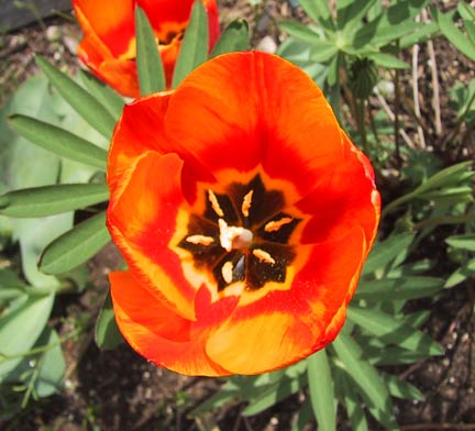 9924_tulip_gamut
