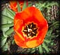 9924_tulip_gamut