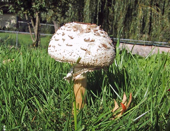 mushroom_of_fall