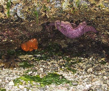 starfish_grotto
