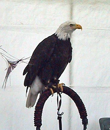 bald_eagle