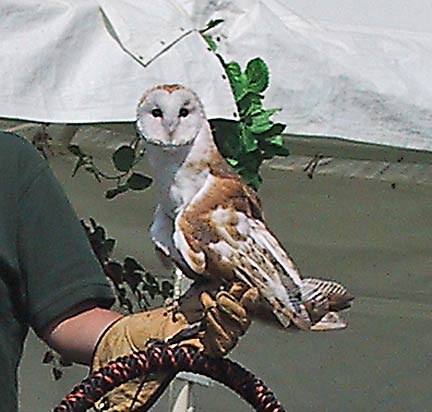 owl_stare