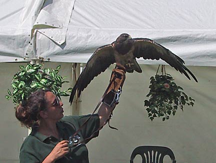 raptor_show