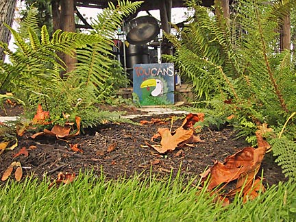 sign_ferns