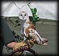 owl_stare