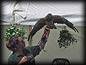 raptor_show