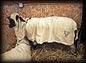 sheep_blanket