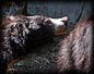 sloth_bear_headshot