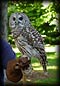 barred_owl