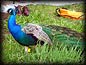 winery_peacock